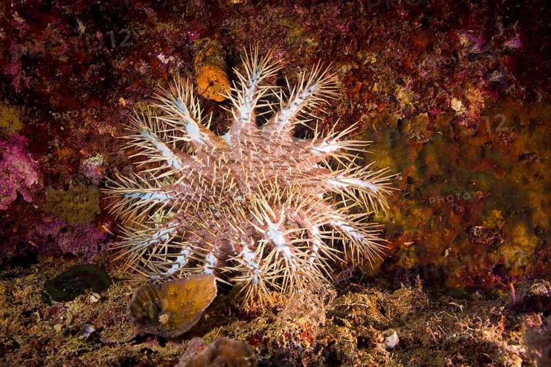 Crown-of-thorns Starfish (Acanthaster ellisii)