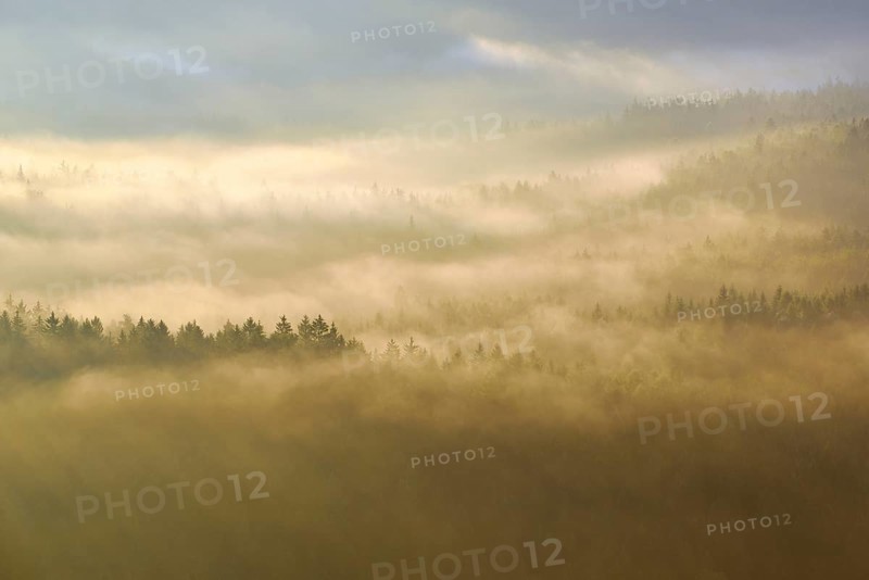 Fog over the treetops in the morning light