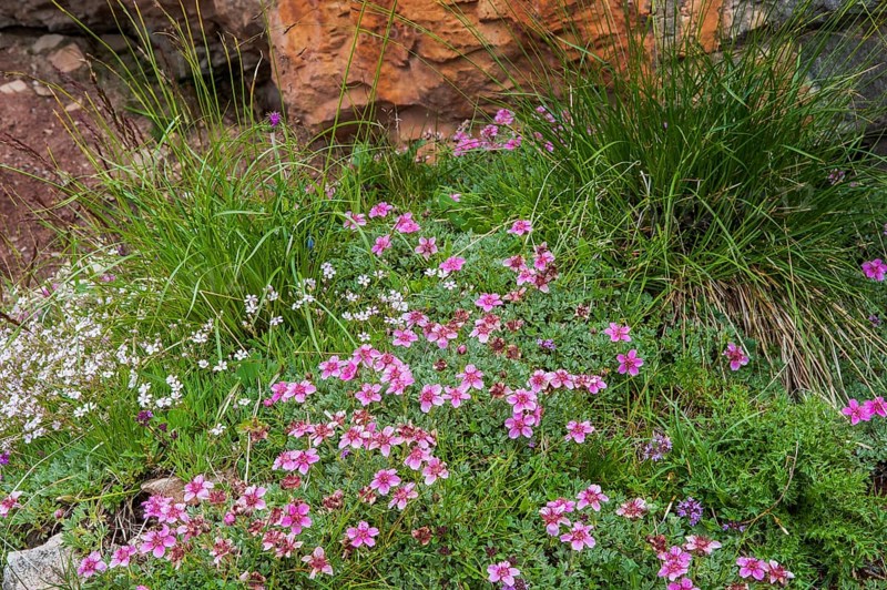 Dolomite cinquefoil (Potentilla nitida)