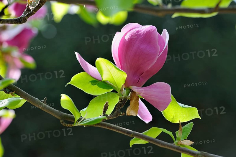 Blossom of the tulip magnolia (Magnolia x soulangeana)