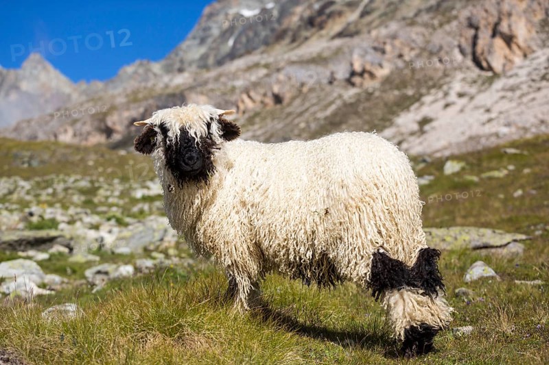 Valais Blacknose Sheep