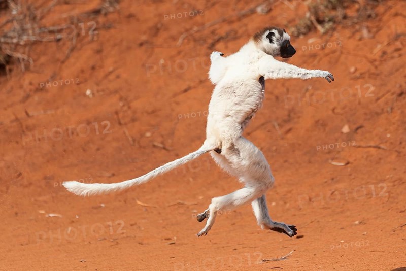 A 'dancing' Verreaux's Sifaka or White Sifaka (Propithecus verreauxi)