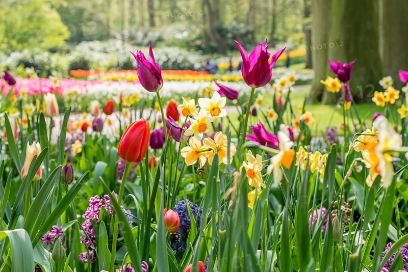 Colorful flowers in a park