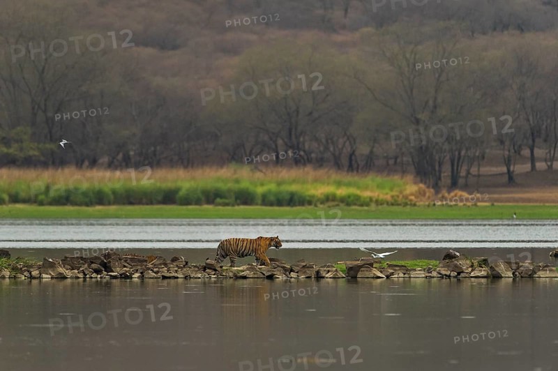 Wild Tiger (Panthera tigris) family
