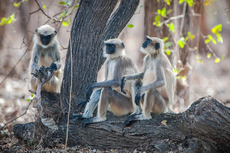 Northern plains gray langur (Semnopithecus entellus)
