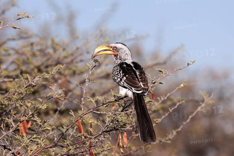Southern yellow-billed hornbill (Tockus leucomelas) resting on a camel thorn tree