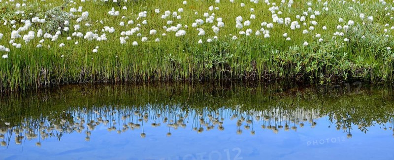 Scheuchzer's cottongrass (Eriophorum scheuchzeri)