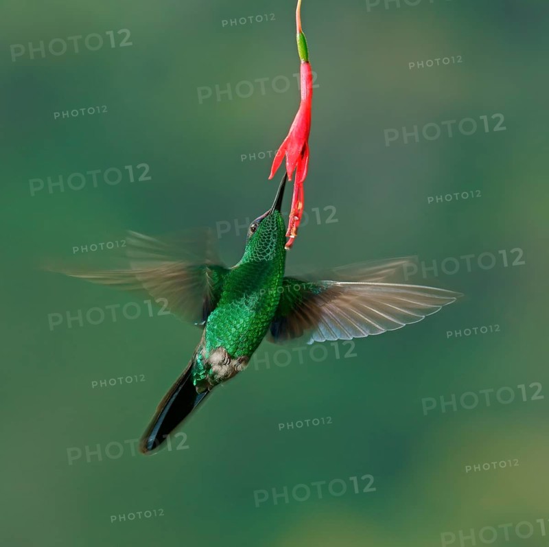 Violet-capped woodnymph (Thalurania glaucopis) drinking at a flower