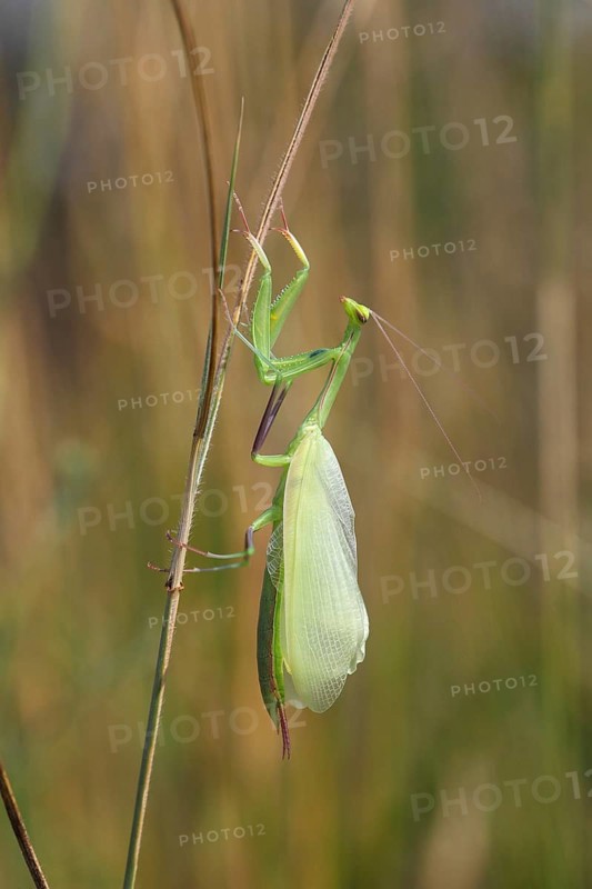 Praying Mantis (Mantis religiosa)