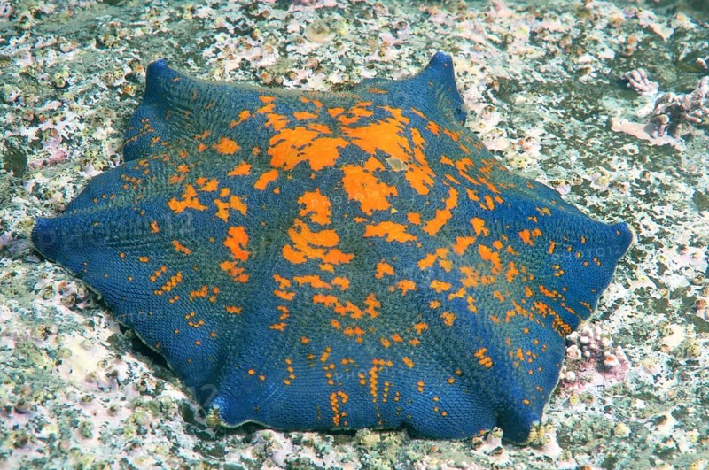 Blue Bat Star (Patiria pectinifera)