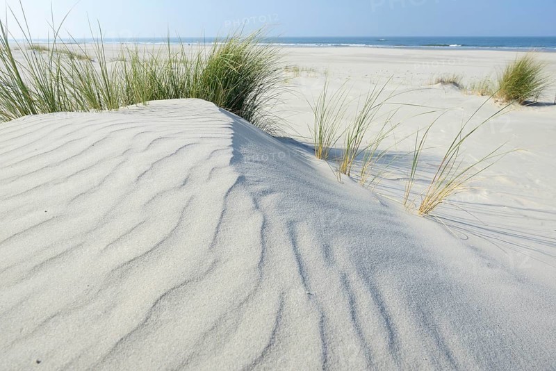 Dune with beach grass (Ammophila arenaria)