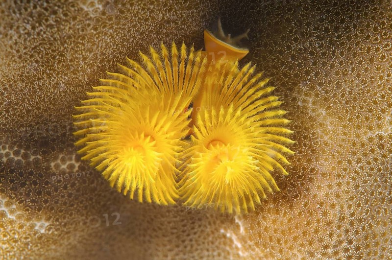Christmas tree worm (Spirobranchus giganteus)