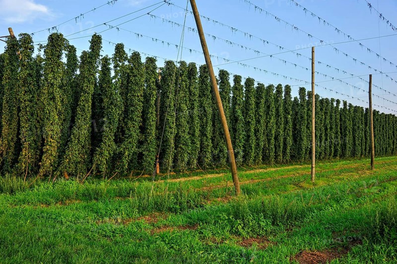 Hop plants (Humulus lupulus)