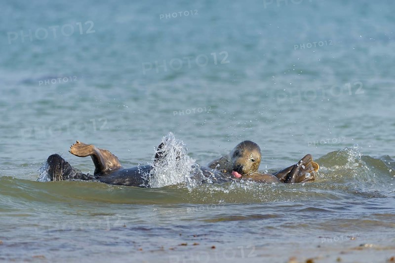 Grey Seals (Halichoerus grypus) mating on the beach