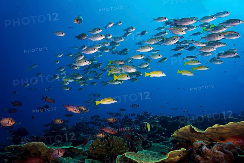 Goldspot Seabreams or Striped Large-eye Breams (Gnathodentex aureolineatus)