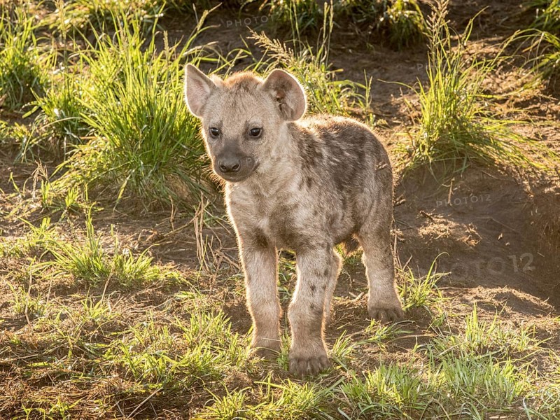Spotted Hyena (Crocuta crocuta)