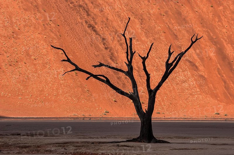 Dead camel thorn tree (Vachellia erioloba)