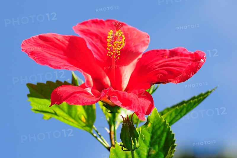 Red Hibiscus flower (Hibiscus)