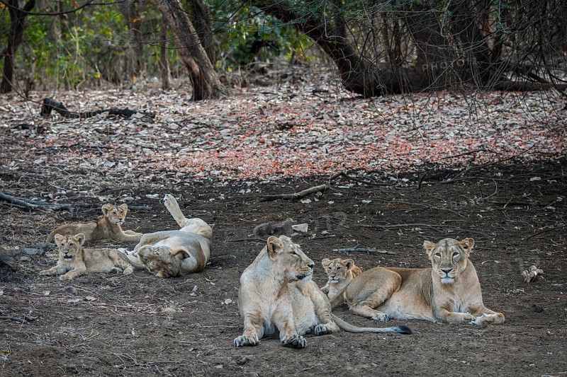 Asiatic lion (Panthera leo persica)