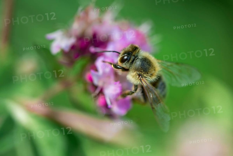 Honey bee (Apis mellifera) on a purple blossom