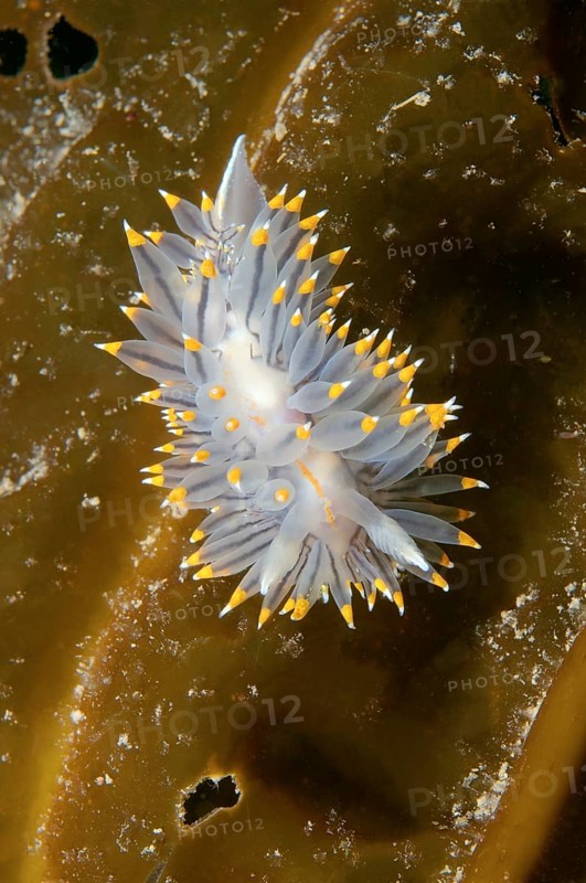 White-and-orange-tipped Nudibranch (Janolus fuscus)