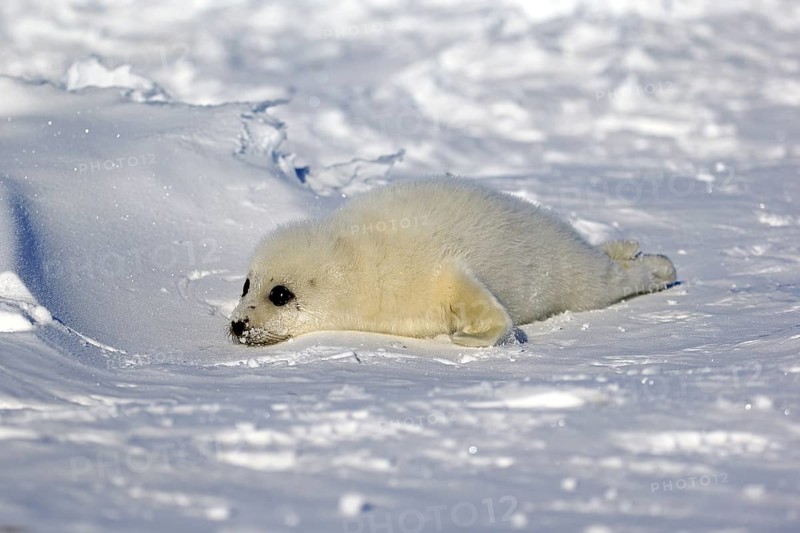 Harp Seal or Saddleback Seal (Pagophilus groenlandicus