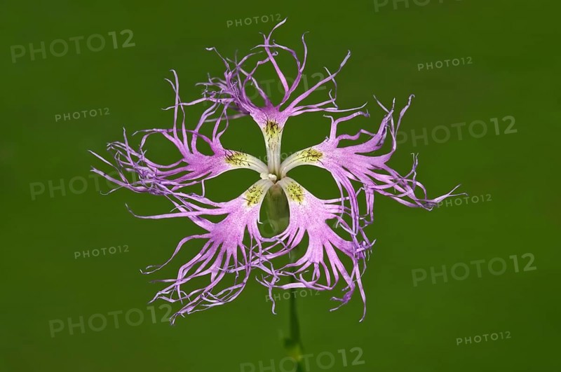 Large Pink (Dianthus superbus) single flower