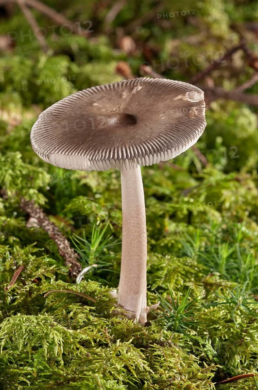 Umber-zoned ringless amanita (Amanita umbrinolutea)