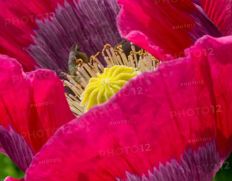 Opium Poppy (Papaver somniferum)