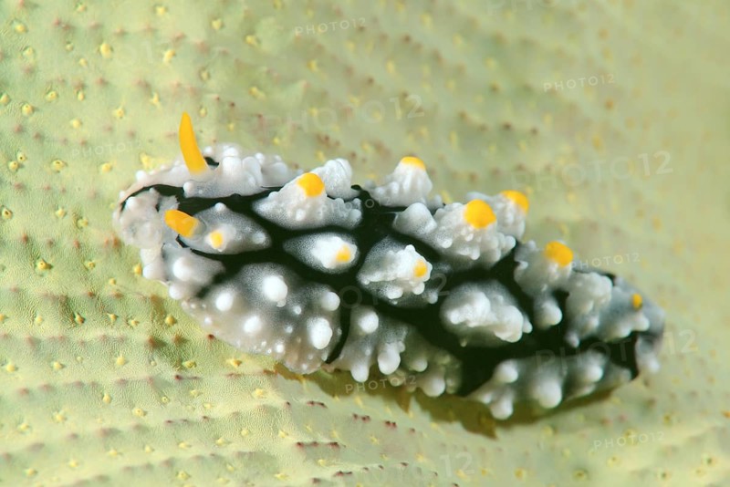 Varicose Wart Slug (Phyllidia varicosa)