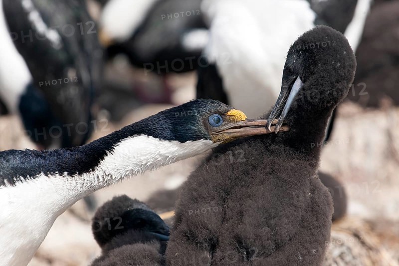 King Cormorant (Phalacrocorax albiventer) with young