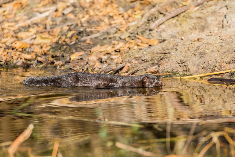 American mink (Neovison vison)