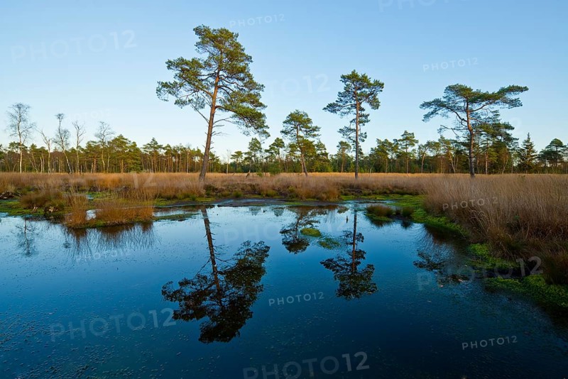 Reflection of Pines (Pinus sylvestris) in the last evening light in a bog pond