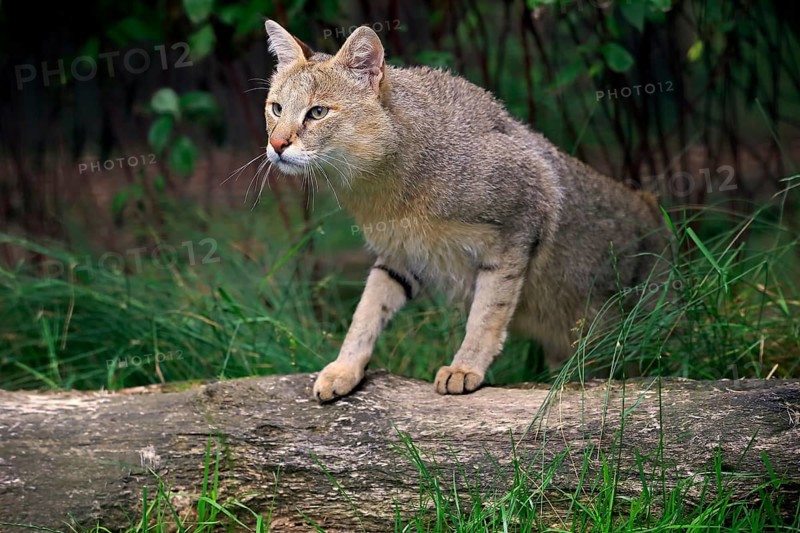 Jungle Cat (Felis chaus)