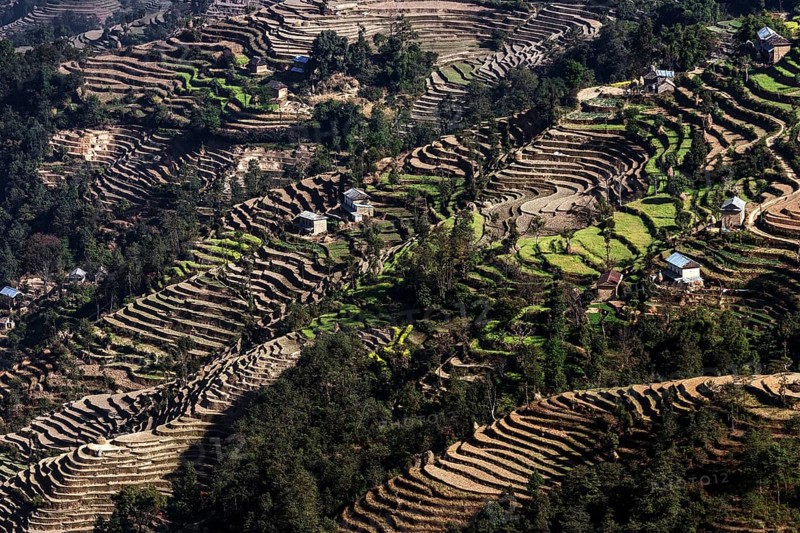 Terrace cultivation
