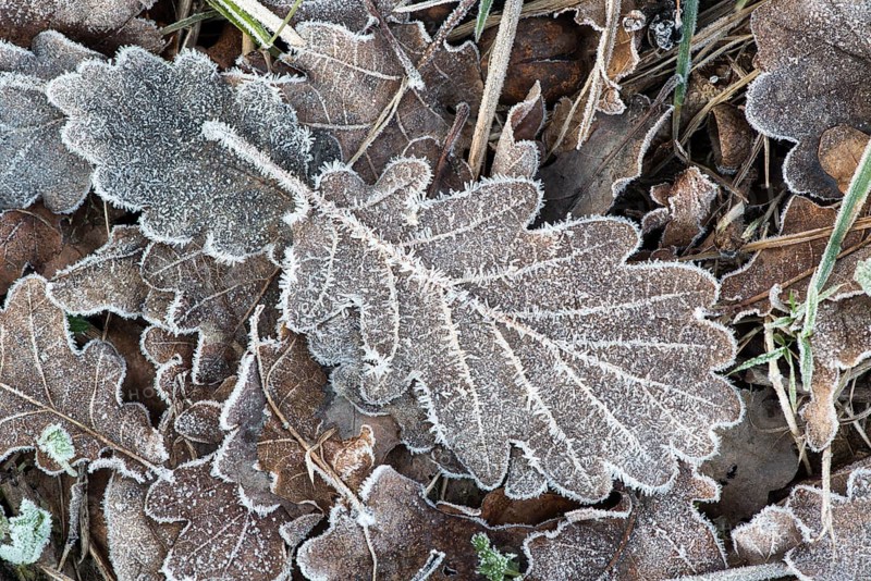 Oak leaf with hoarfrost