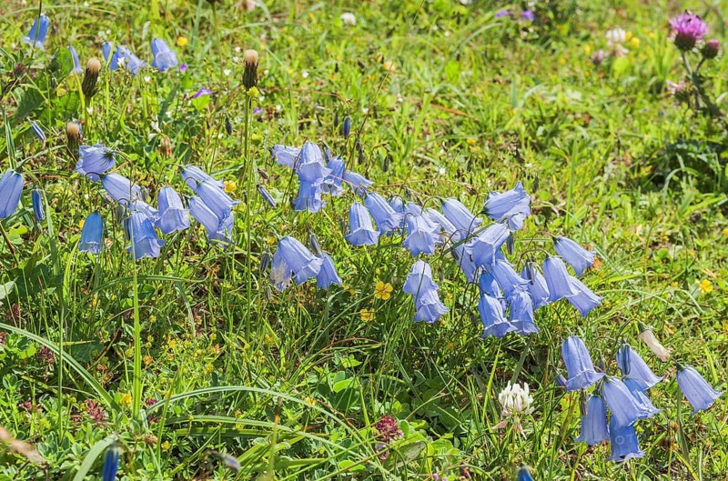 Fairies' thimbles (Campanula cochleariifolia)