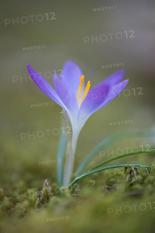 Woodland crocus (Crocus tommasinianus)
