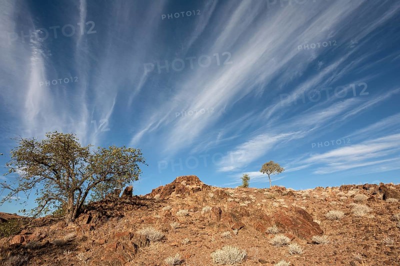 Landscape with trees and clouds
