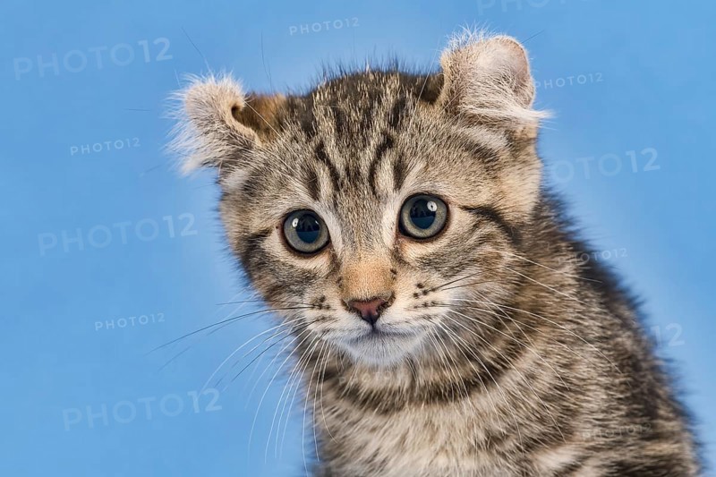 Breedcat American Curl (Felis silvestris catus)