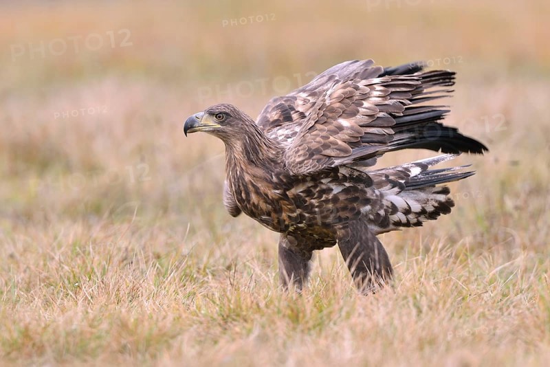 White-tailed Eagle (Haliaeetus albicilla) on an autumn meadow
