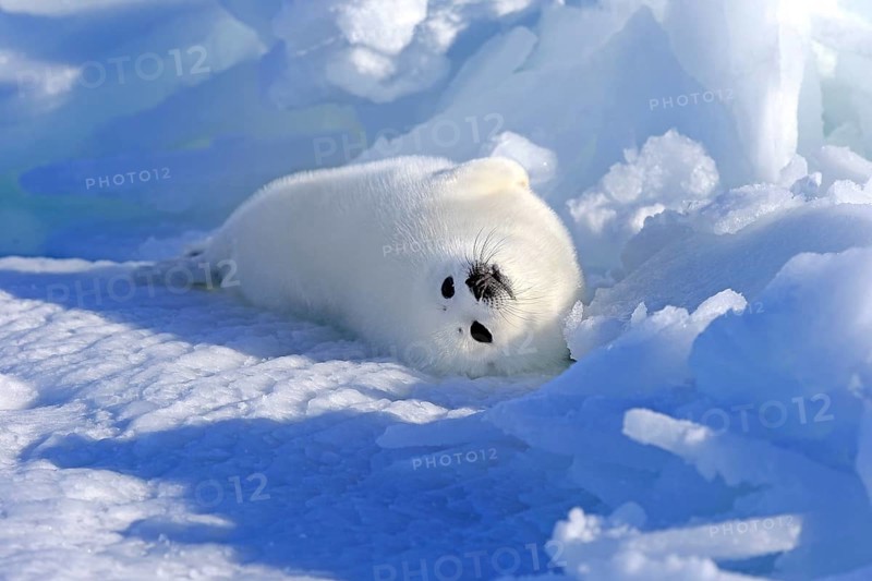 Harp Seal or Saddleback Seal (Pagophilus groenlandicus