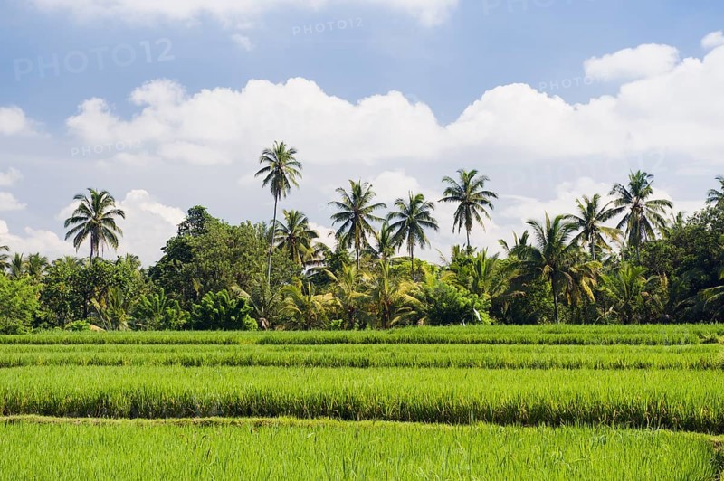 Paddy field and coconut trees
