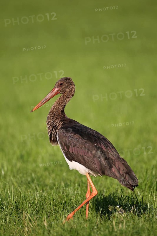 Black Stork (Ciconia nigra)