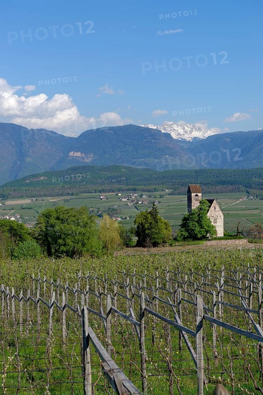 Wine growing at the castle church of St. Sebastian
