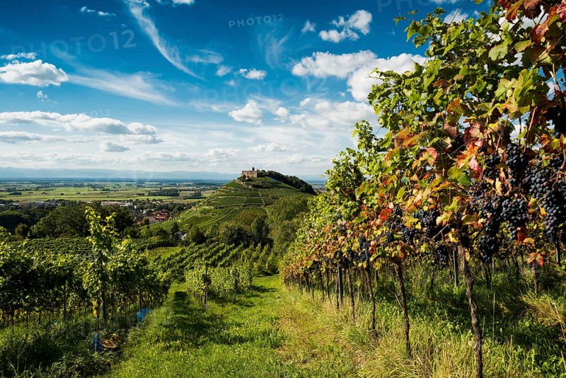 Vineyards and Staufen castle