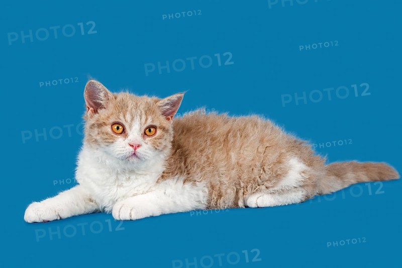 Breed Selkirk Rex Kitten