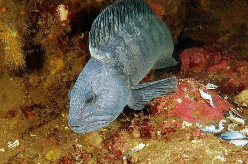 Atlantic Wolffish (Anarhichas lupus)
