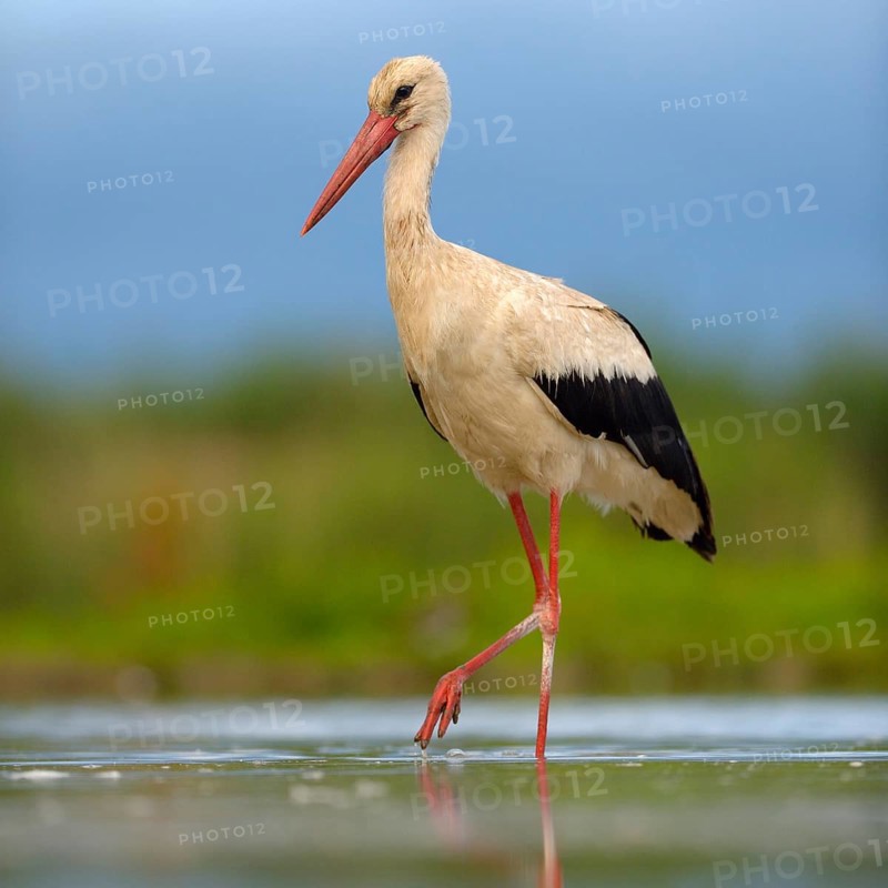 White Stork (Ciconia ciconia) foraging