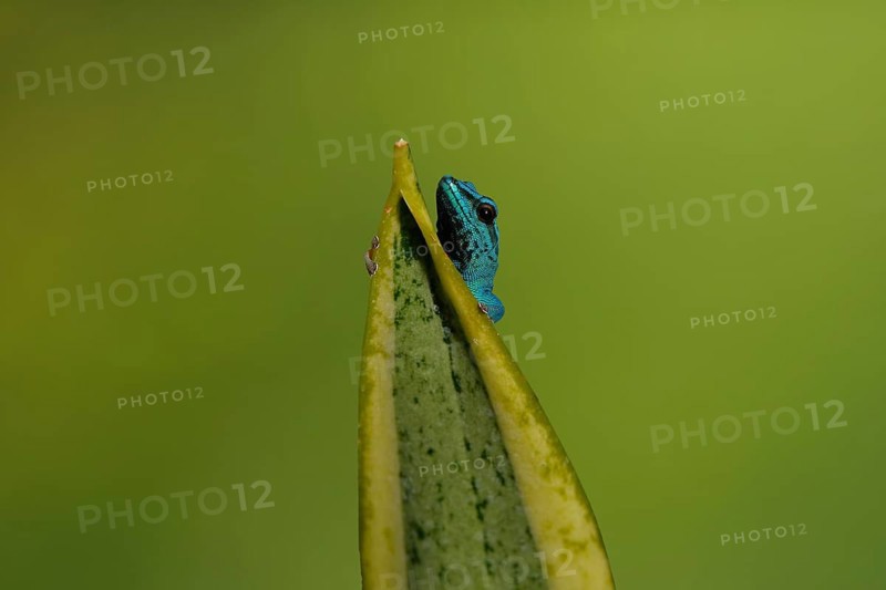 Turquoise Dwarf Gecko (Lygodactylus williamsi)